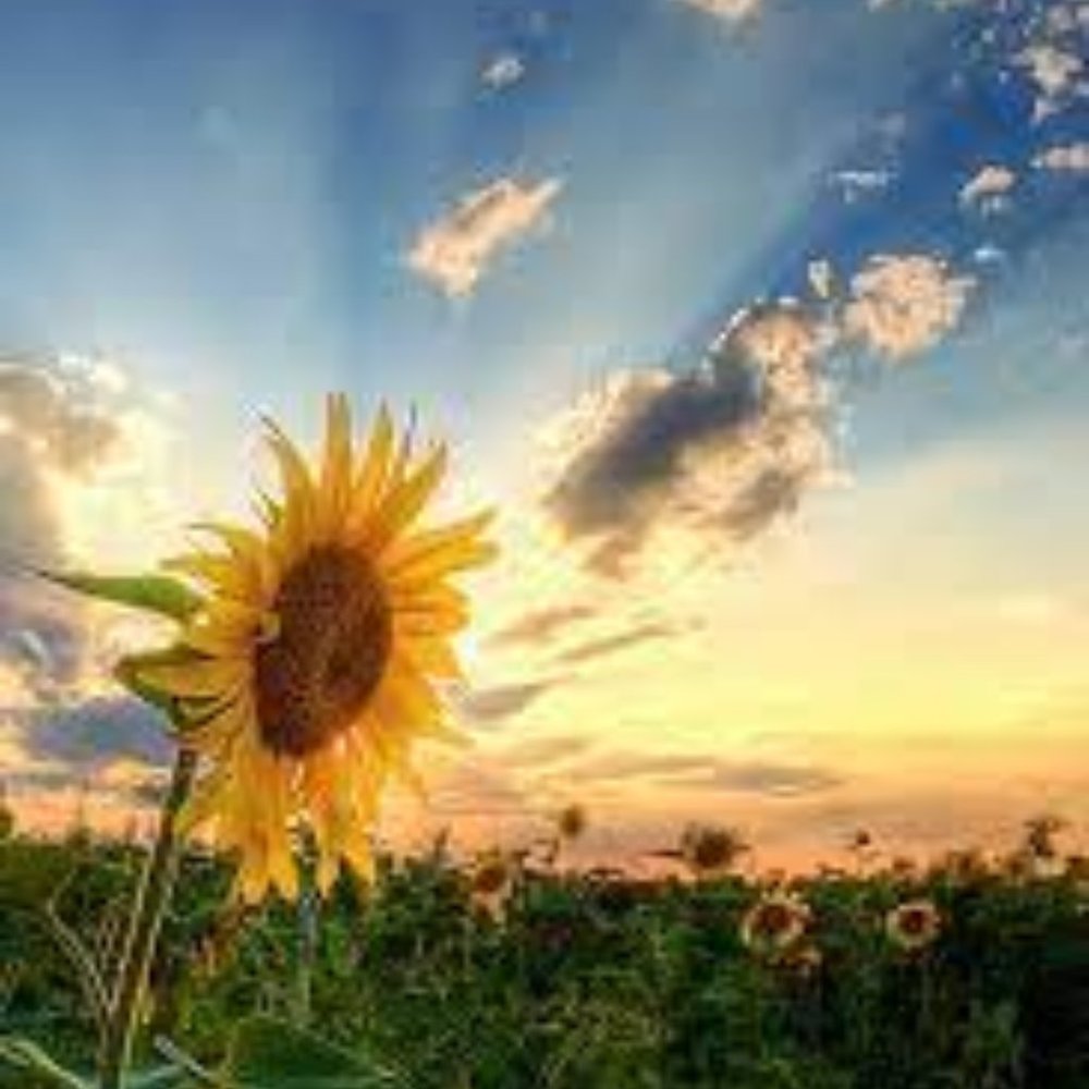 Meet your Posher, 상정